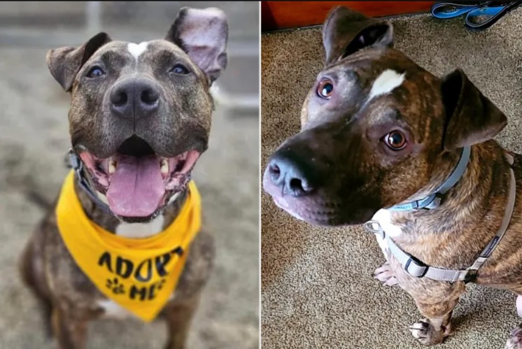 Seven Years, Countless Hopeful Looks: Nitro Finally Gets His Forever Home