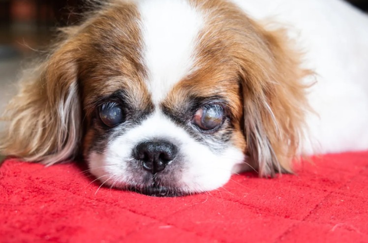 Every Step a Victory: How Noodles Learned to Walk Again