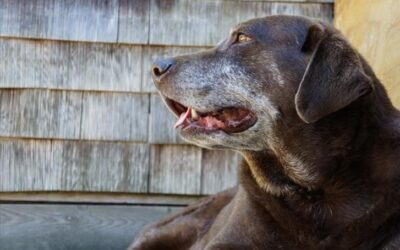 The Heavy Truth: How Dog Obesity Silently Steals Joy (and Years)