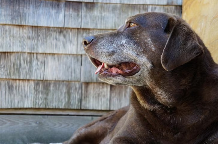 The Heavy Truth: How Dog Obesity Silently Steals Joy (and Years)