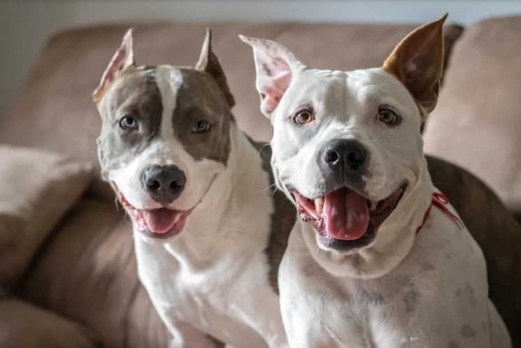 A Mama Dog, Her Pup, and the Foster Fail That Saved Them Both