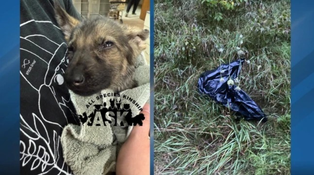 Ozzy’s Road from Trash Bag to Triumph: A Battle Creek Miracle