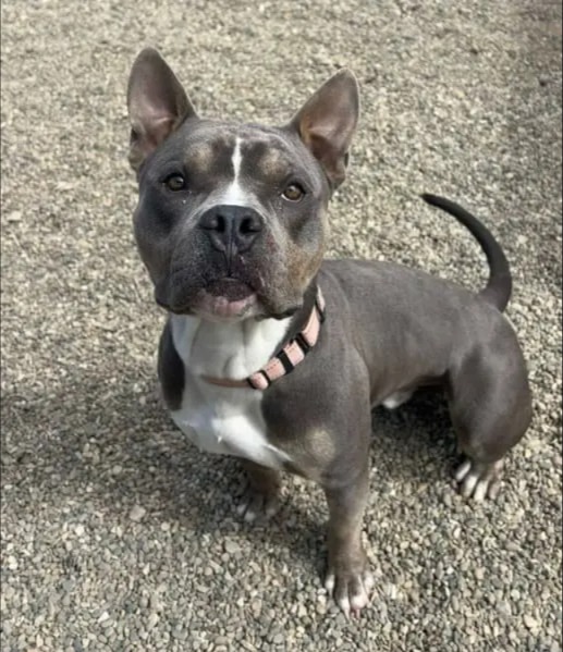 Compact, Strong, and Always by Your Side: Why Pappas Isn’t Just Any Puppy