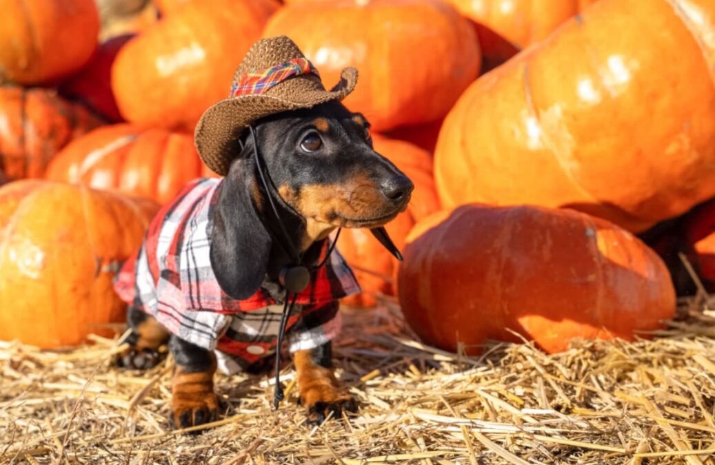 Paws & Pumpkins: The Ultimate Guide to Visiting a Pumpkin Patch With Your Dog