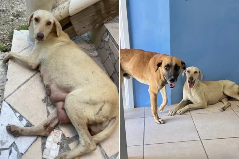 She Was Told to Let the Dog Go—Instead, She Fought for Her Life