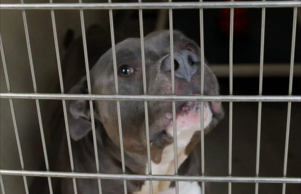 Pit Bull’s Sad Eyes Find Joy, And A Forever Home At Last