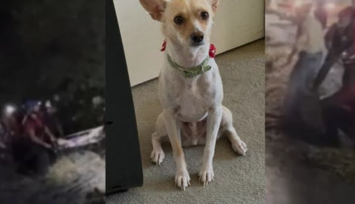 Hero Pup Tracks Owner in Troubled Terrain—Then Vanishes on His Own