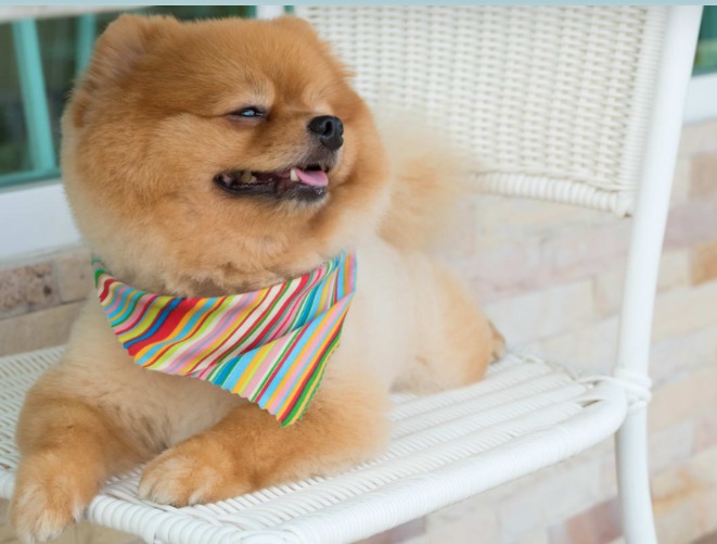 When Your Dog’s Favorite Bed Is the Travel Carrier