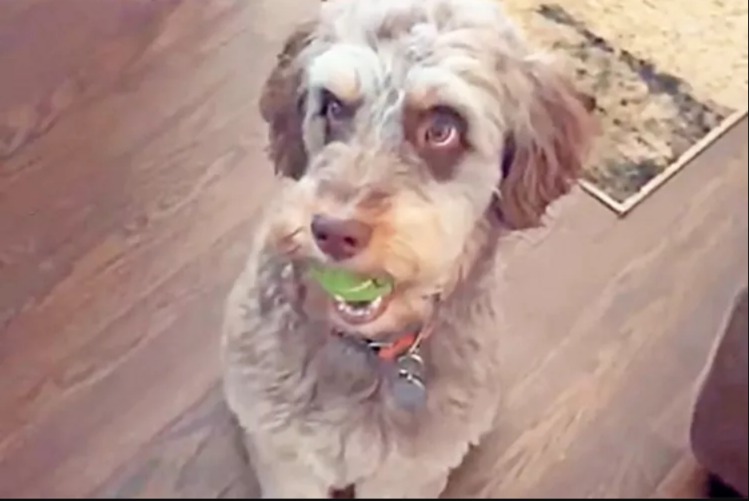 Ball or Treat? This Aussiedoodle’s Gotcha Day Dilemma Melted the Internet