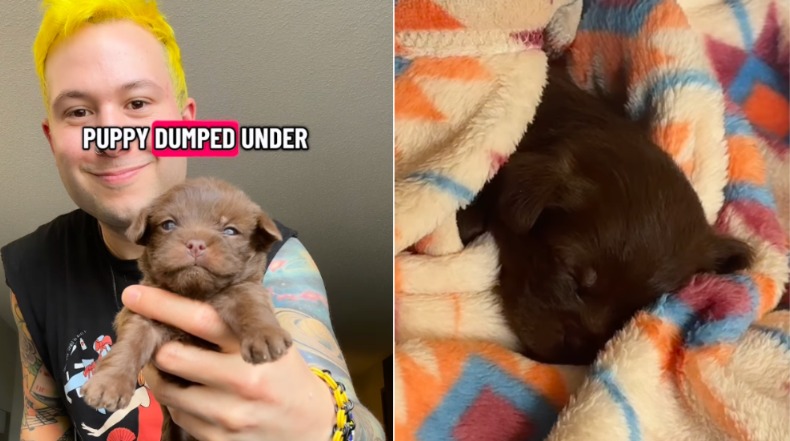 Pop Star’s Detour Saves Puppy Dumped in Texas Park