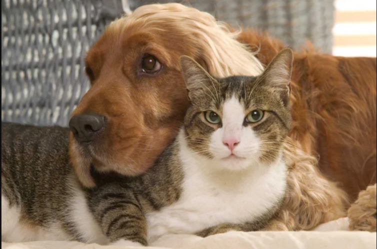 Free “Petnups” for Rescue Adopters: Because Pets Deserve Family-level Legal Love