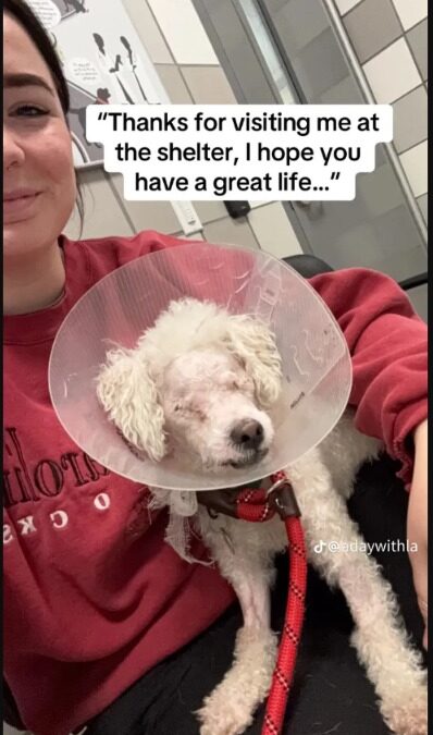 The TikTok That’s Turning ‘See You Later’ Into Forever Homes