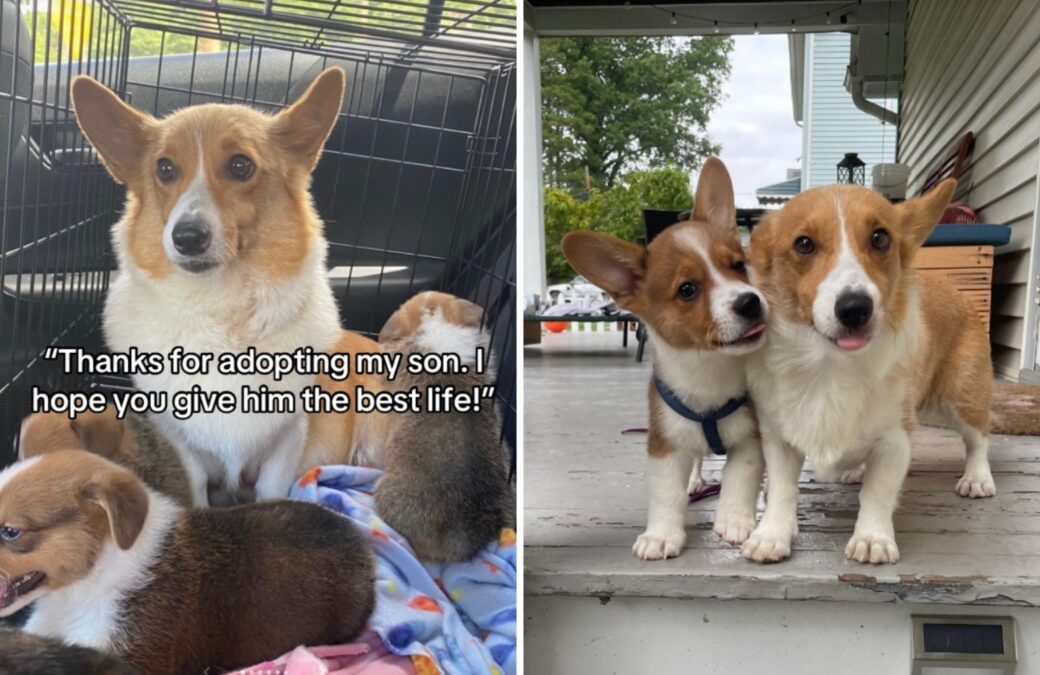 Saving Both Lives: How One Couple Adopted Mama Dog Too