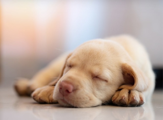 Tiny Puppy Sleeps Like a King After Being Rescued and Fed