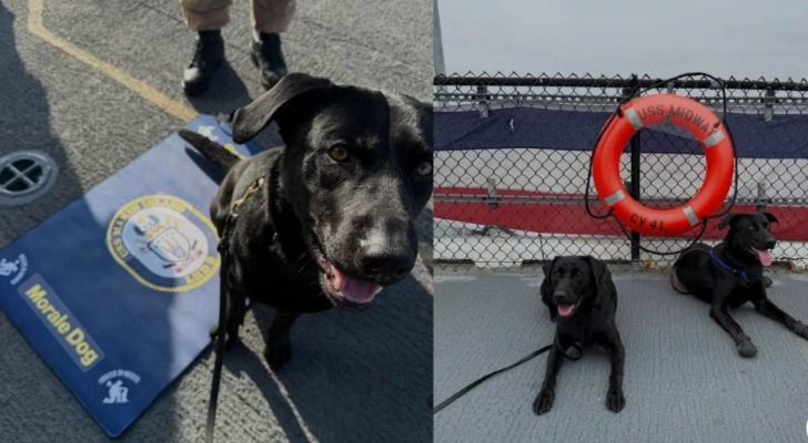 Meet Raider: The Labrador Who’s Carrying Hope Aboard the USS Makin Island