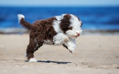 Reliable Recall: Turn ‘Come!’ Into the Best Cue Ever