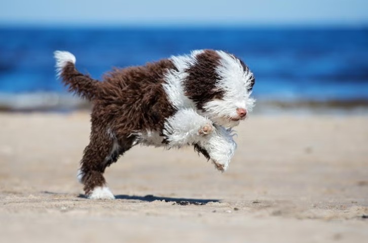 Reliable Recall: Turn ‘Come!’ Into the Best Cue Ever