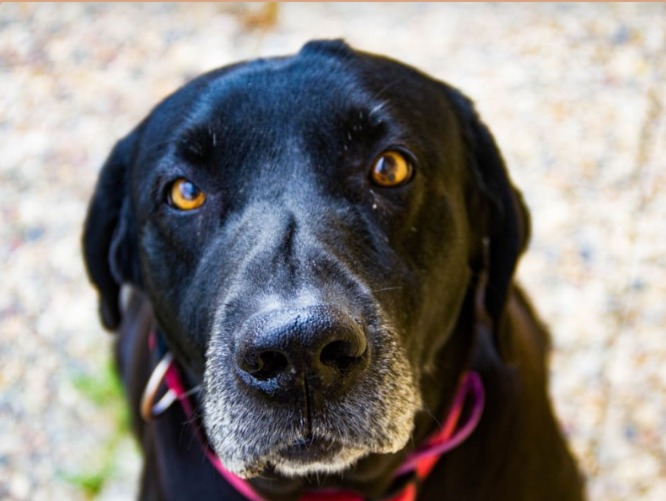 Black Lab’s Broken Heart Heals… Now She Just Needs You