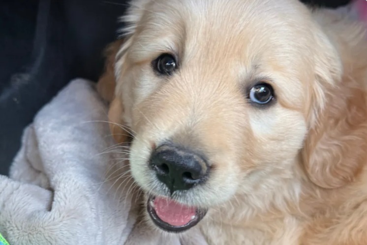Golden Retriever Crushes Mom’s Lap—And the Internet’s Heart