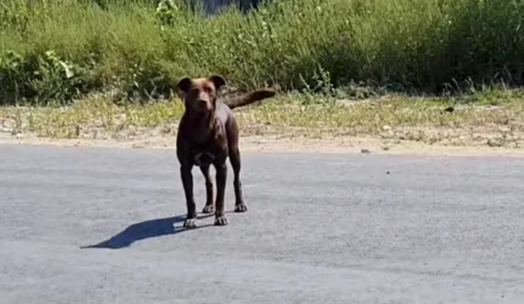 A Dog Who Waited in the Same Spot, Hoping Someone Would Notice