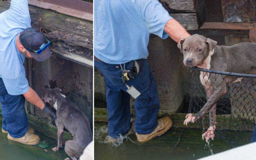 Stray Pup Rescued From River Becomes ‘River’ of Hope