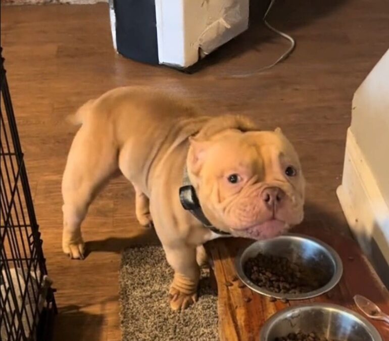 When Dinner Hits Pause: Bully Pup Drops Meal for a Hug