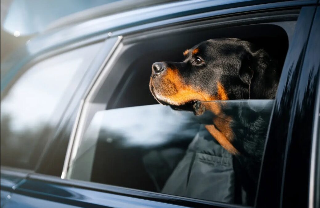 This Dog Went From Calm to Warning mode — You’d Better Watch the Clip