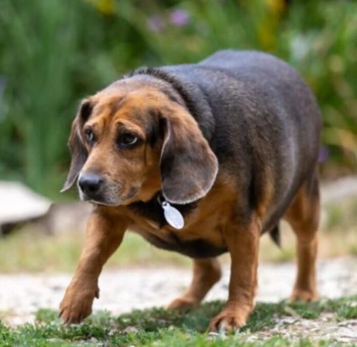 Kindness, Not Judgment: Shelter Asks Visitors to Treat Overweight Dogs With Compassion