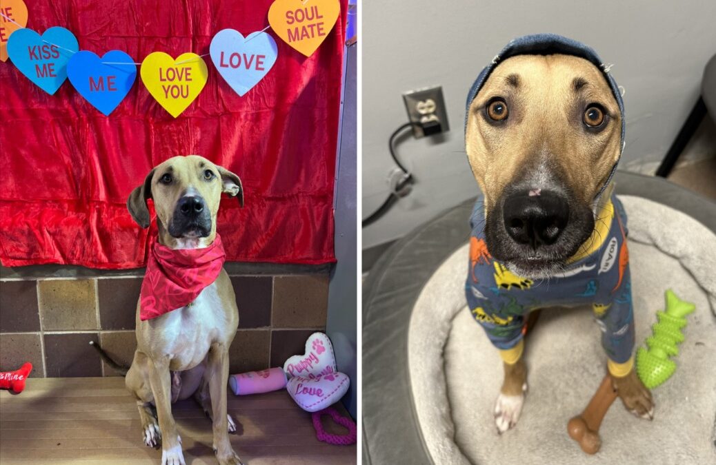 After Illness and Setbacks, This Shelter Dog Finally Finds Home