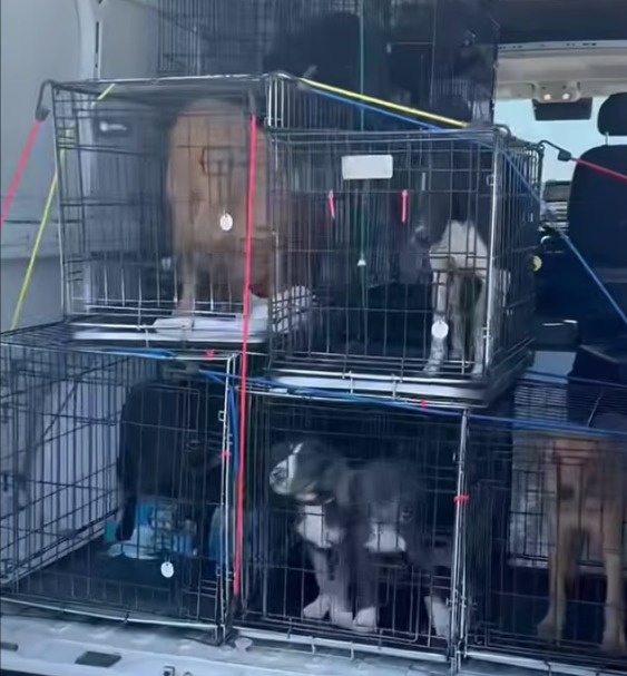 Khalil Shakir’s Big Rescue… 19 dogs spared forever