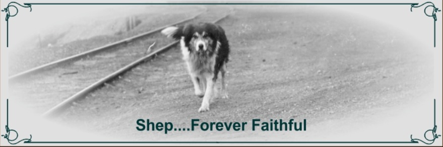 Waiting Through Years: The True Story of Shep’s Vigil at Fort Benton