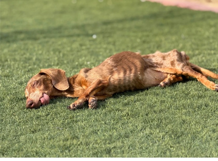 A Second Chance at Life: How One Dog Fought Cancer and Inspired Thousands