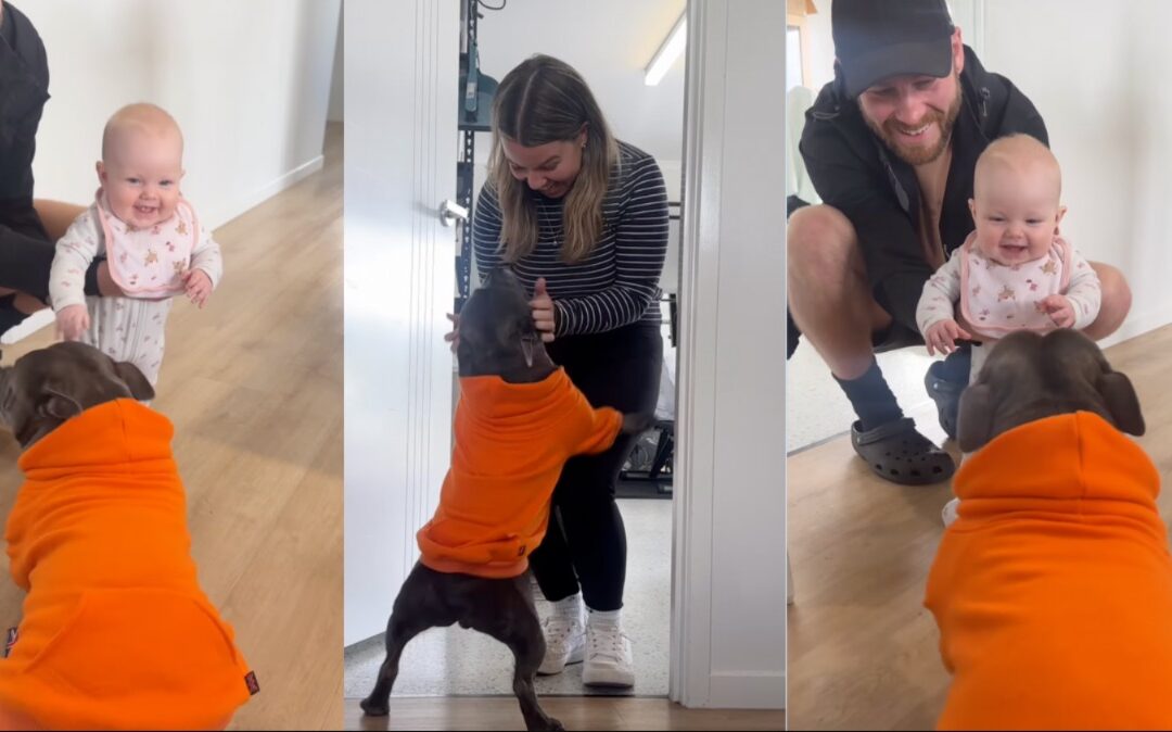 A Reunion You Can Feel: Tommy the Staffy Meets His Baby Sister After Weeks Apart