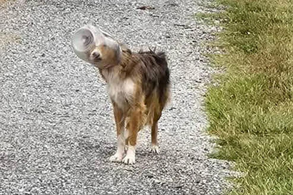 Dallas Cheddar’s Skyward Rescue: A Canine Saved by Drones and Devotion