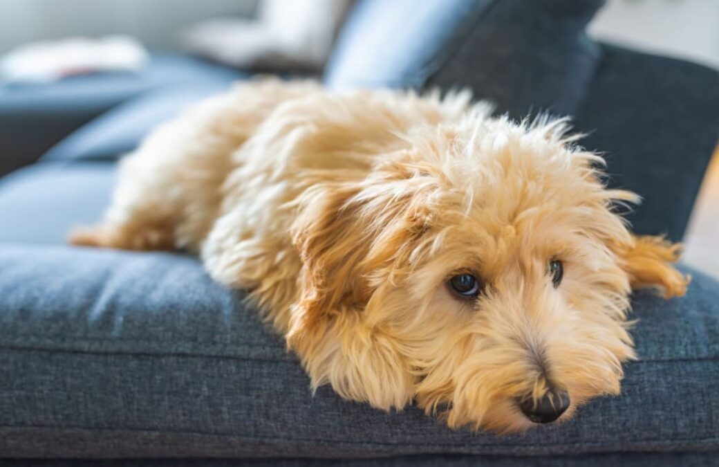 Post-Surgery Confusion Goes Viral: Man Can’t Recognize His Own Pup