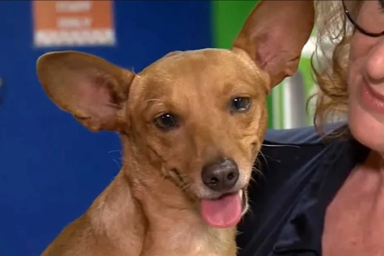 Bound, Abandoned, But Not Broken: Roadside Dog Rescued After Legs Tied