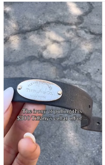 $300 Collar, Starved Soul: The Dog That Wore Luxury While Suffering