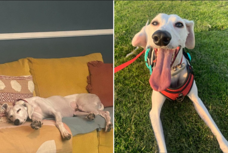 The Dog Who Hid in Corners—Now He Owns the Couch