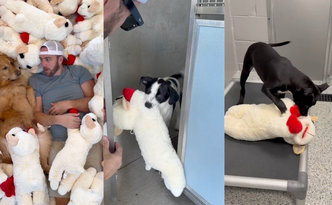 500 Lamb Chop Toys + One Big Heart = Shelter Dogs’ Best Day Ever