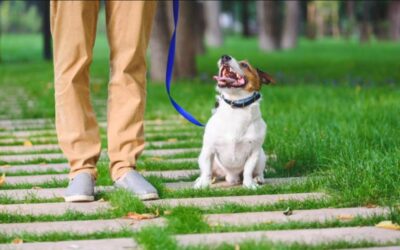 Positive Reinforcement: Turn Training into Trust (No Bribes Needed!)