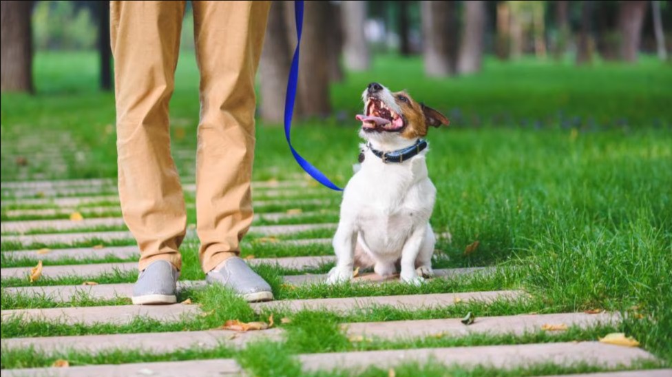 Positive Reinforcement: Turn Training into Trust (No Bribes Needed!)