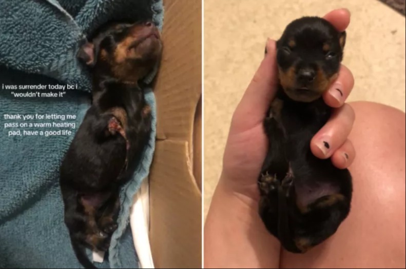 Two Legs, One Miracle: How One Dog Proved Everyone Wrong