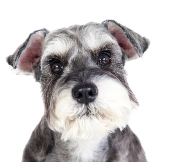 When No One Touched Him for Years — How This Dog Learned Kindness Again