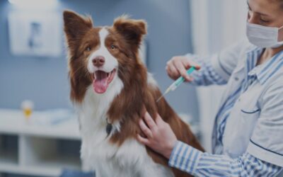 Vaccines Demystified: How to Keep Your Dog Protected Year After Year