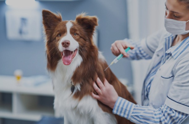 Vaccines Demystified: How to Keep Your Dog Protected Year After Year