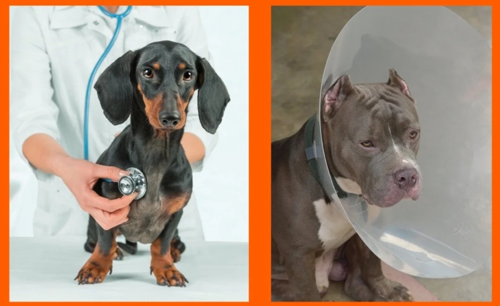 Vet Visit Drama: When Your Dog Thinks the Vet Should Be All Yours