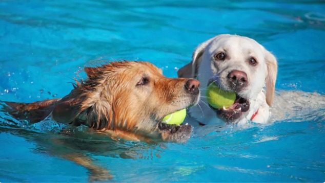 Paws, Pools, & Pure Joy: Rescued German Shepherd Rocks ‘Doggie Day’