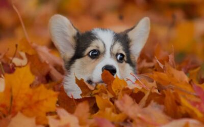 Rain or Shine: How to Keep Your Pup Safe When Weather Turns Rough