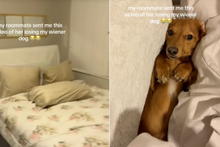 The Case of the Missing Dachshund: When a Bed Becomes the Safest Hideout