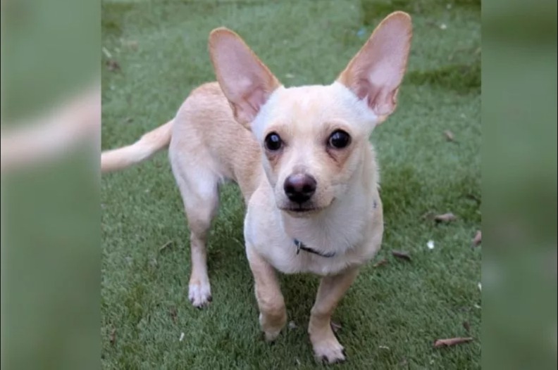 Returned Too Soon: When a Shelter Pup’s New Beginning Was Cut Short